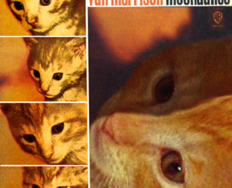 A cat is shown with different colors of eyes.