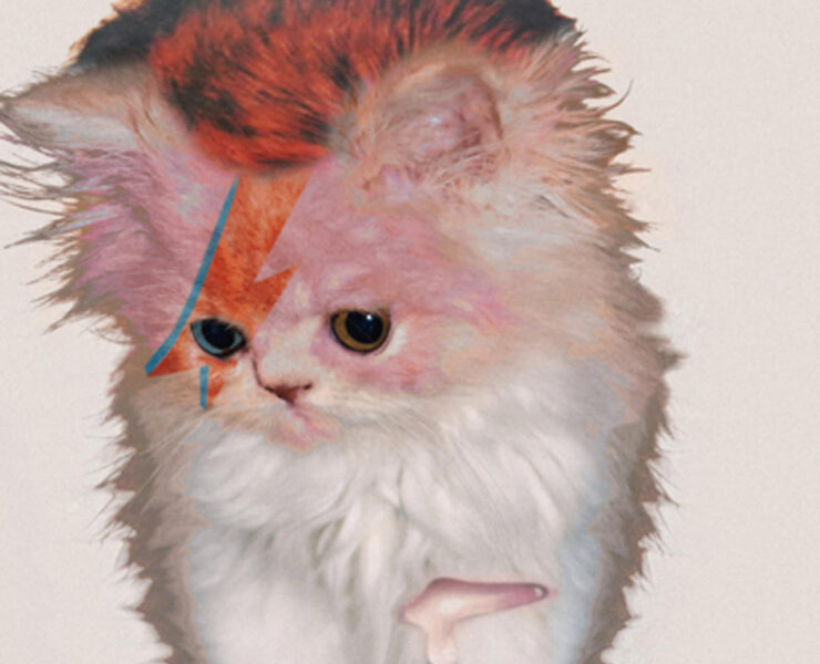 A cat with a bowie mohawk is painted like david bowie.