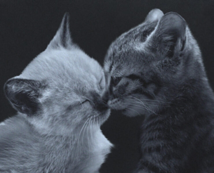 Two cats are kissing in a black and white photo.